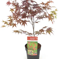 Japanse Esdoorn (Acer Palmatum 'Bloodgood') H 100-125 Cm