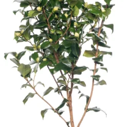 Japanse Roos (Camellia Japonica 'Perfection White') H 80-100 Cm