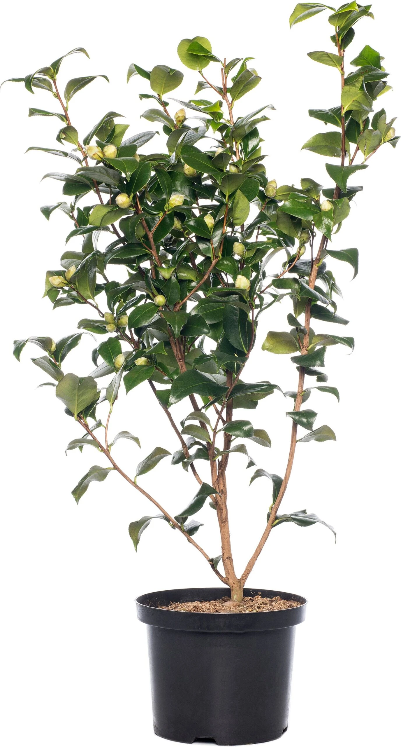 Japanse Roos (Camellia Japonica 'Perfection White') H 80-100 Cm 1 Japanse Roos (Camellia Japonica 'Perfection White') H 80-100 Cm