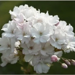 Japanse Sierkers (Prunus Serrulata 'Amanogawa') H 100-125 Cm