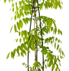 Blauwe Regen (Wisteria Sinensis 'Prolific') H 175-200 Cm