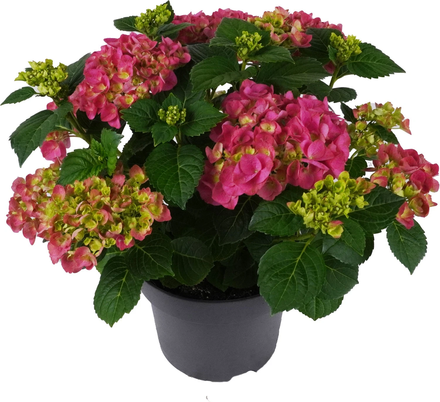 Hortensia (Hydrangea Macrophylla 'Mophead Pink') D 23 H 45 Cm 1 Hortensia (Hydrangea Macrophylla 'Mophead Pink') D 23 H 45 Cm