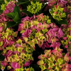 Hortensia (Hydrangea Macrophylla 'Mophead Pink') D 23 H 45 Cm 5 Hortensia (Hydrangea Macrophylla 'Mophead Pink') D 23 H 45 Cm -Aanbiedingen Buiten Joy Winkel 8720196549023 2 1