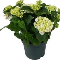 Hortensia (Hydrangea Macrophylla 'Curly Wurly White') D 23 H 45 Cm
