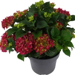 Hortensia (Hydrangea Macrophylla 'Mophead Red') D 23 H 45 Cm