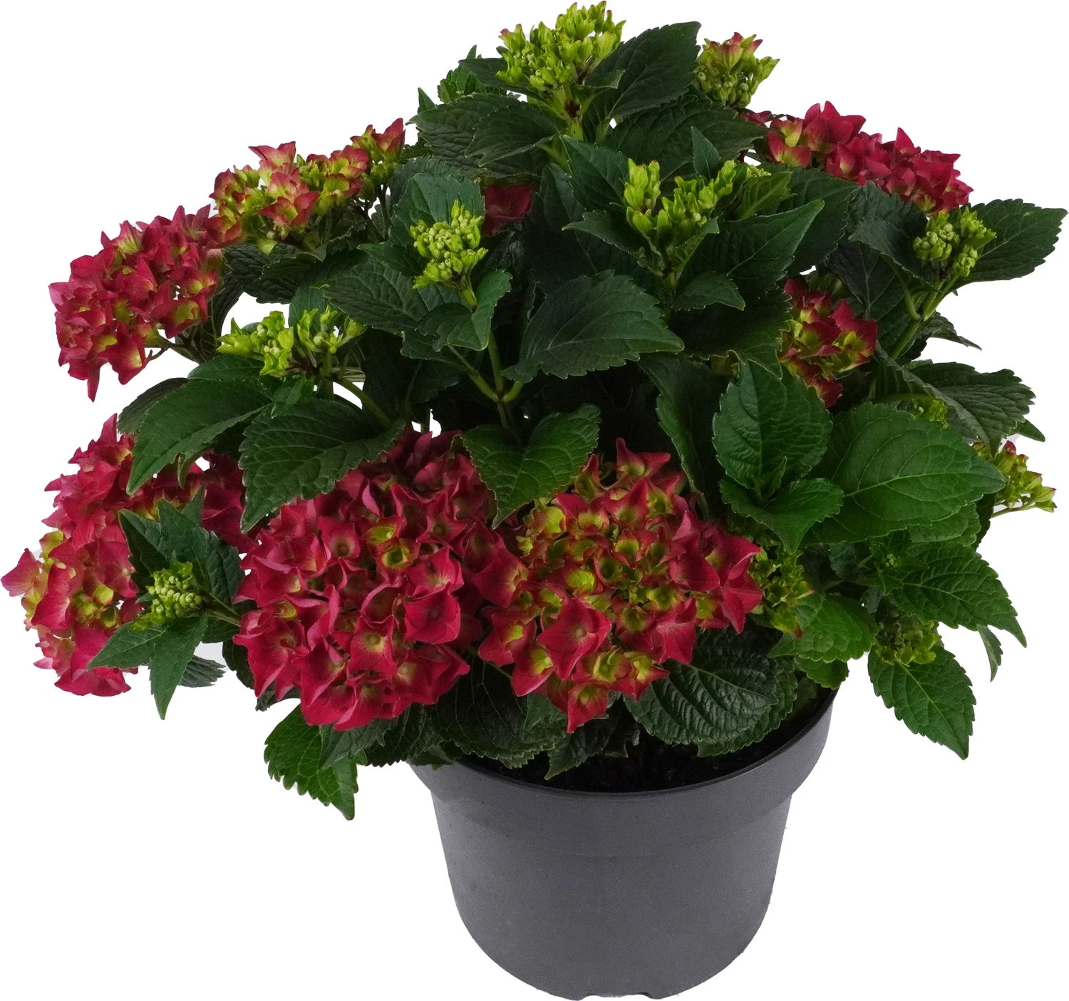 Hortensia (Hydrangea Macrophylla 'Mophead Red') D 23 H 45 Cm 1 Hortensia (Hydrangea Macrophylla 'Mophead Red') D 23 H 45 Cm