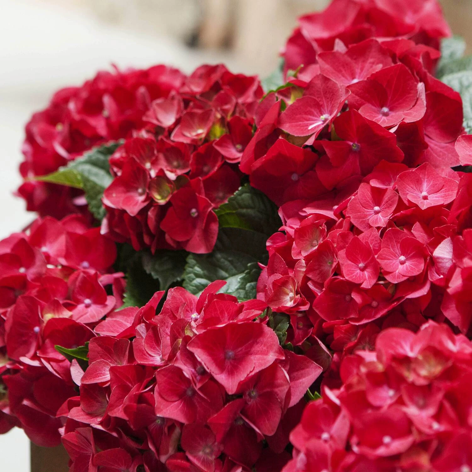 Hortensia (Hydrangea Macrophylla 'Mophead Red') D 23 H 45 Cm 2 Hortensia (Hydrangea Macrophylla 'Mophead Red') D 23 H 45 Cm - Afbeelding 2
