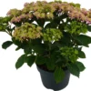Hortensia (Hydrangea Macrophylla 'Double Dutch Pink') D 23 H 45 Cm