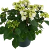 Hortensia (Hydrangea Macrophylla 'Wedding Gown') D 23 H 45 Cm