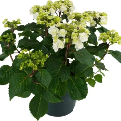 Hortensia (Hydrangea Macrophylla 'Wedding Gown') D 23 H 45 Cm