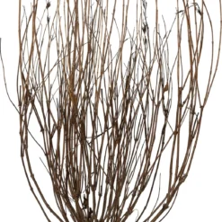 Weigela (Weigela 'Styriaca') D 29 H 60 Cm