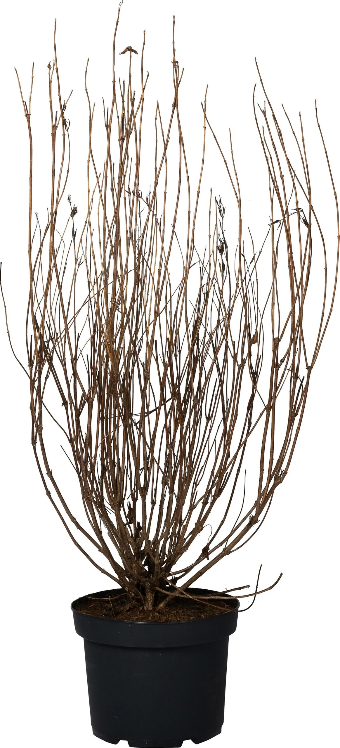 Weigela (Weigela 'Styriaca') D 29 H 60 Cm 1 Weigela (Weigela 'Styriaca') D 29 H 60 Cm