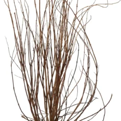 Bruidsbloem (Deutzia Scabra 'Plena') D 29 H 60 Cm