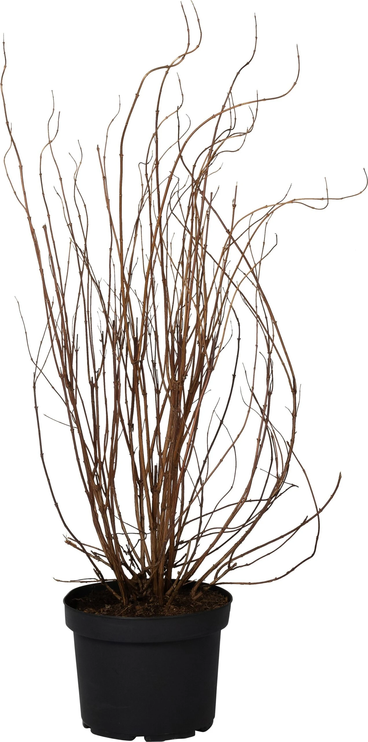 Bruidsbloem (Deutzia Scabra 'Plena') D 29 H 60 Cm 1 Bruidsbloem (Deutzia Scabra 'Plena') D 29 H 60 Cm