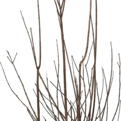 Boerenjasmijn (Philadelphus 'Virginal') D 29 H 60 Cm