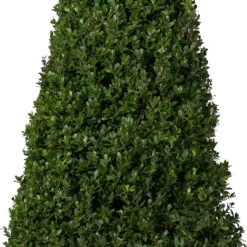 Japanse Hulst In Kegelvorm (Ilex Crenata 'Dark Green') D 29 H 90 Cm