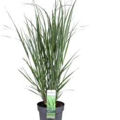 Pluimgierst (Panicum Virgatum 'Northwind') D 29 H 80 Cm