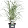 Chinees Prachtriet (Miscanthus Sinensis 'Kleine Fontaene') D 29 H 80 Cm