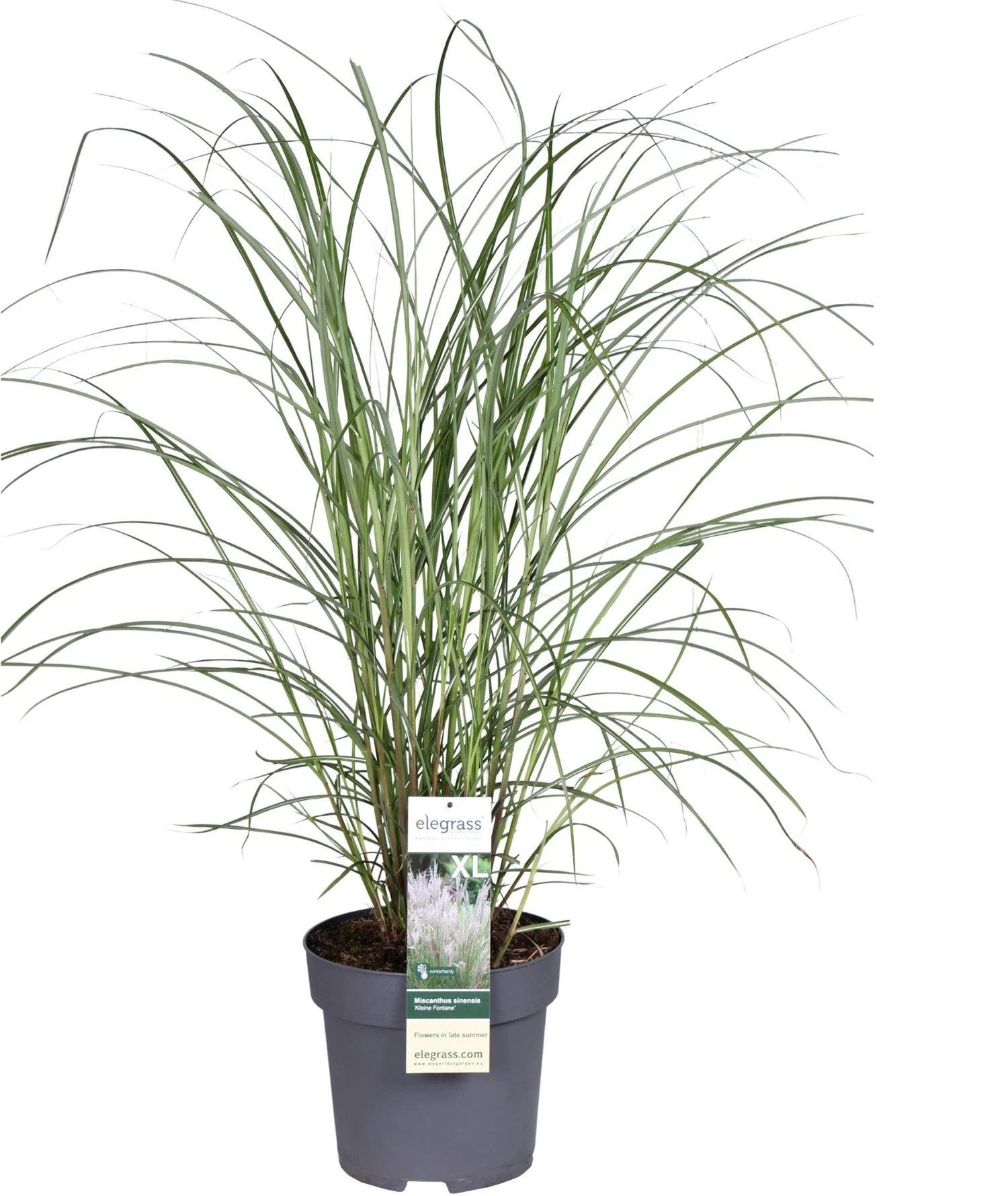 Chinees Prachtriet (Miscanthus Sinensis 'Kleine Fontaene') D 29 H 80 Cm 1 Chinees Prachtriet (Miscanthus Sinensis 'Kleine Fontaene') D 29 H 80 Cm