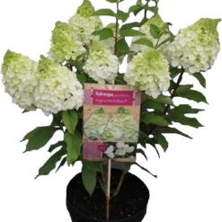 Pluimhortensia (Hydrangea Paniculata 'Mont Blanc') D 23 H 50 Cm