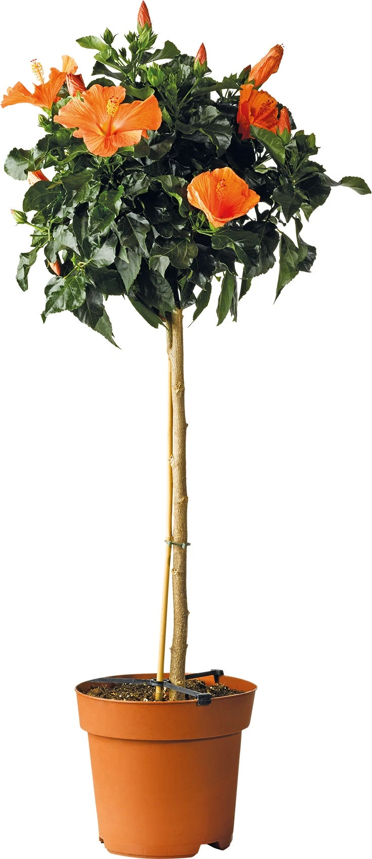 Chinese Roos (Hibiscus Rosa-sinensis 'Sunny') D 24 H 110 Cm 1 Chinese Roos (Hibiscus Rosa-sinensis 'Sunny') D 24 H 110 Cm