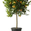 Kumquat (Citrus Sinensis 'Kumquat') D 26 H 140 Cm