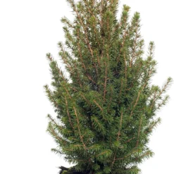 Dwergspar (Picea Glauca 'Perfecta') D 26 H 70 Cm