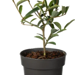 Dwerg Bananenstruik (Magnolia Laevifolia 'Vanilla Pearls'®) D 13 H 20 Cm