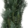 Haagcipress (Chamaecyparis Lawsoniana 'Columnaris') D 23 H 80 Cm