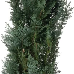 Haagcipress (Chamaecyparis Lawsoniana 'Columnaris') D 23 H 80 Cm
