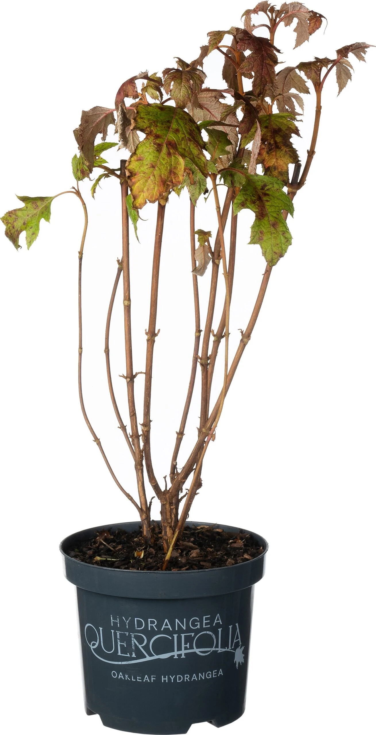Eikenbladhortensia (Hydrangea Quercifolium 'Ice Crystal') D 19 H 40 Cm 1 Eikenbladhortensia (Hydrangea Quercifolium 'Ice Crystal') D 19 H 40 Cm
