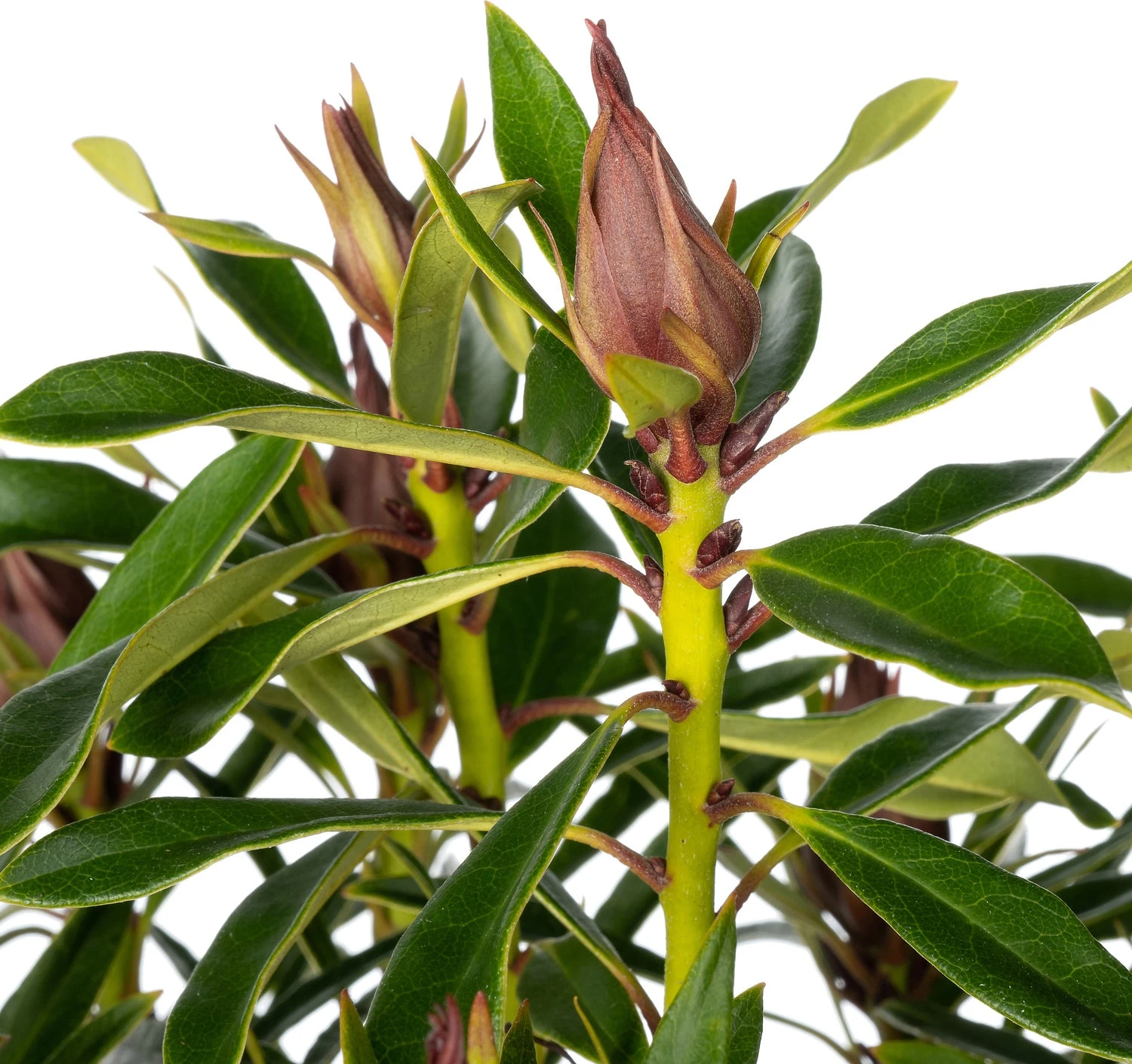 Rhododendron (Rhododendron Inkarho 'Grazeasy') D 23 H 30 Cm 2 Rhododendron (Rhododendron Inkarho 'Grazeasy') D 23 H 30 Cm - Afbeelding 2