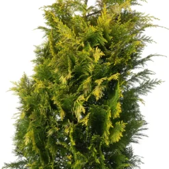 Haagcipress (Chamaecyparis Lawsoniana 'Ivonne') D 23 H 80 Cm