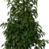 Portugese Laurier (Prunus Lusitanica 'Angustifolia') D 23 H 80 Cm