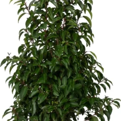 Portugese Laurier (Prunus Lusitanica 'Angustifolia') D 23 H 80 Cm
