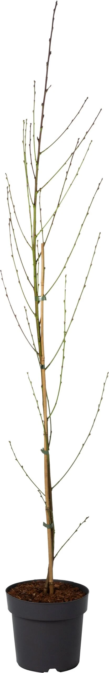 Sierperzik (Prunus Persica 'Taoflora Red') D 21 H 150 Cm 1 Sierperzik (Prunus Persica 'Taoflora Red') D 21 H 150 Cm