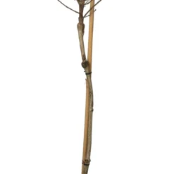 Sneeuwbal (Viburnum 'Eskimo') D 23 H 60 Cm