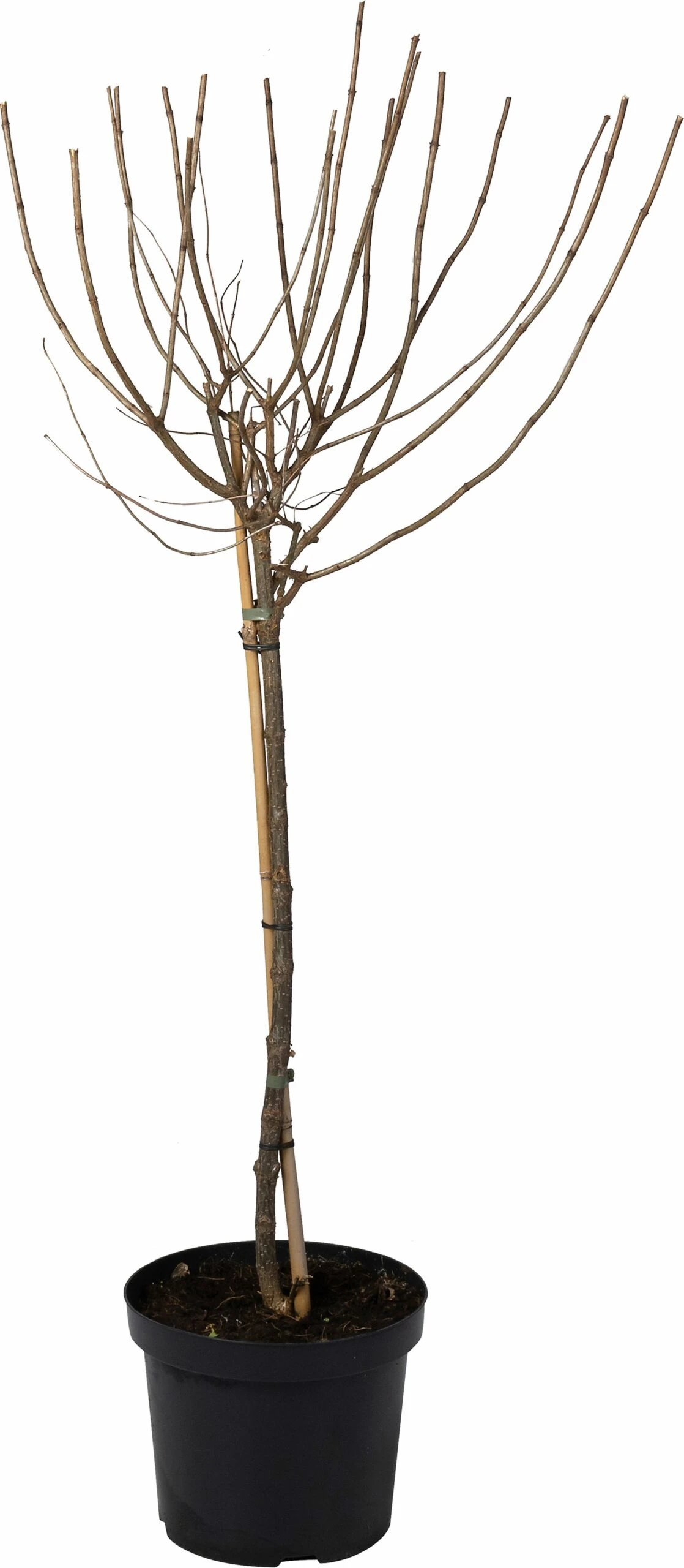 Pluimhortensia (Hydrangea Paniculata 'Limelight') D 27 H 60 Cm 1 Pluimhortensia (Hydrangea Paniculata 'Limelight') D 27 H 60 Cm