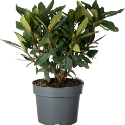 Rhododendron (Rhododendron 'Karl Naue') D 19 H 25 Cm