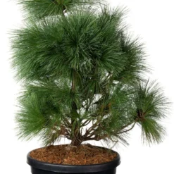 Langnaaldige Pijnboom (Pinus Schwerinii 'Wiethorst') D 38 H 60 Cm