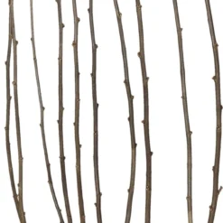 Chinese Roos (Hibiscus Syriacus 'Pink Giant') D 27 H 60 Cm