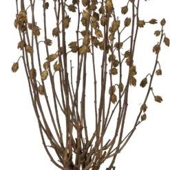 Chinese Roos (Hibiscus Syriacus 'Monstrosus') D 27 H 50 Cm