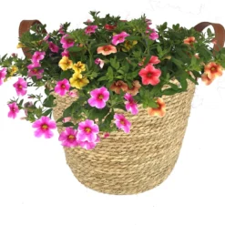 Intratuin Arrangement Minipetunia (Callibrachoa) In Mand D 28 H 35 Cm