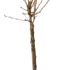 Japanse Sierkers (Prunus Nipponica 'Brillant') D 27 H 60 Cm