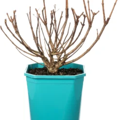 Pluimhortensia (Hydrangea Paniculata ‘Petite Polestar') D 21 H 25 Cm