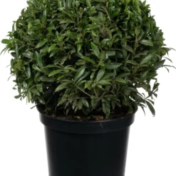 Laurierkers In Bolvorm (Prunus Laurocerasus 'Filigrow Sofia') D 27 H 65 Cm