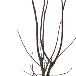 Japanse Esdoorn (Acer Palmatum 'Bloodgood') D 32 H 100 Cm