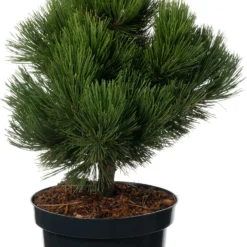 Bosnische Den (Pinus Heldreichii 'Malinki') D 26 H 40 Cm