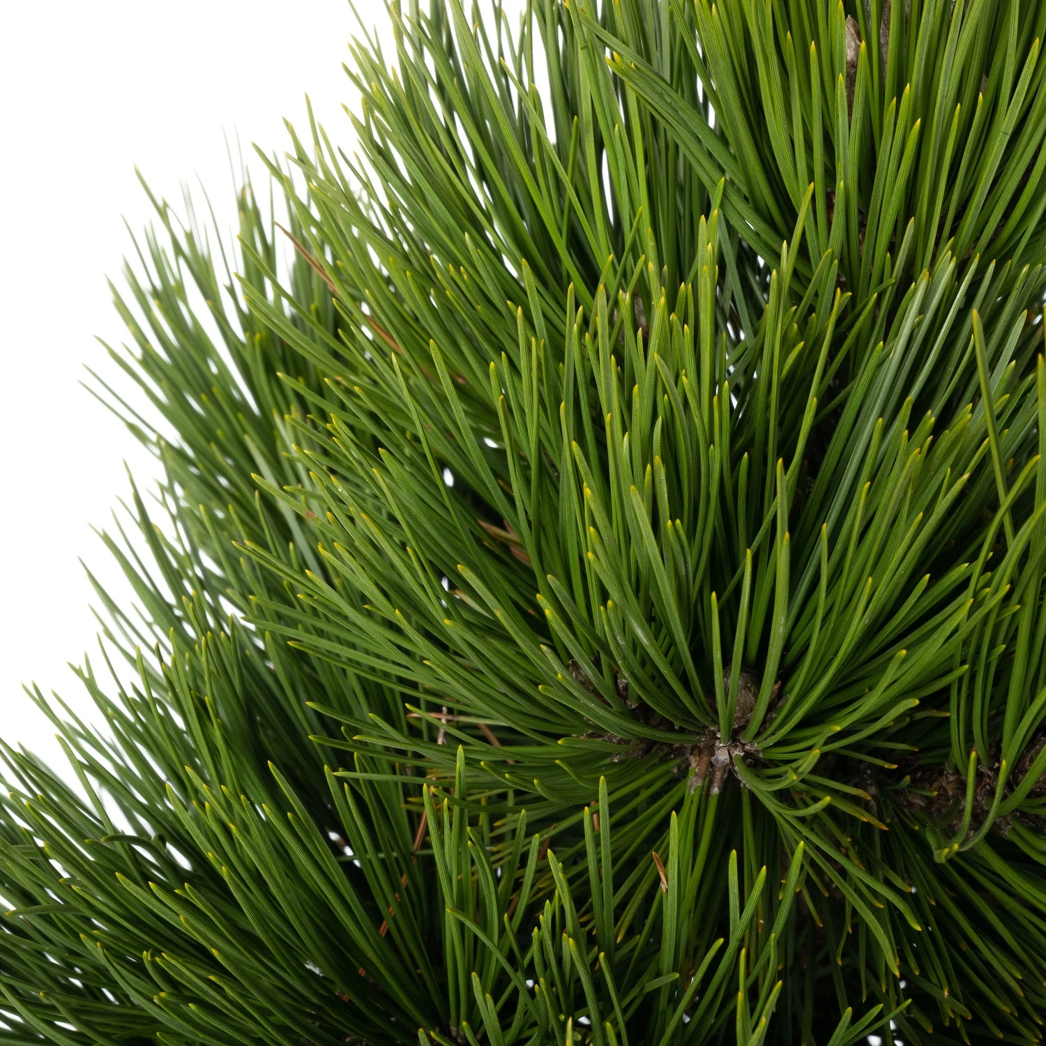 Bosnische Den (Pinus Heldreichii 'Malinki') D 26 H 40 Cm 2 Bosnische Den (Pinus Heldreichii 'Malinki') D 26 H 40 Cm - Afbeelding 2