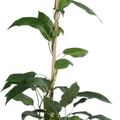 Intratuin Biologische Kiwibes-huwelijk (Actinidia Arguta 'Ken's Red & Weikii') D 19 H 50 Cm